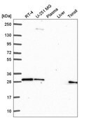 Anti-GBX2 antibody produced in rabbit Prestige Antibodies&#174; Powered by Atlas Antibodies, affinity isolated antibody