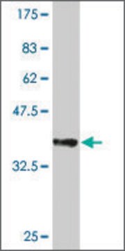 Monoclonal Anti-UBE2D4 antibody produced in mouse clone 3E1, purified immunoglobulin, buffered aqueous solution