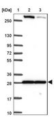 Anti-MAPK12 antibody produced in rabbit Prestige Antibodies&#174; Powered by Atlas Antibodies, affinity isolated antibody, buffered aqueous glycerol solution