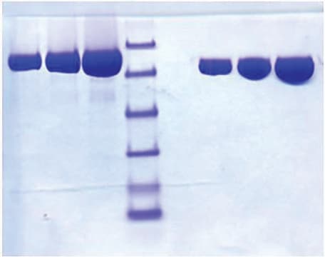乳铁蛋白 来源于人奶 &#8805;95% (SDS-PAGE)