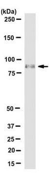 Anti-HMG-CoA Reductase Antibody, clone IgG-A9 clone IgG-A9, from mouse