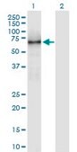 Anti-KNS2 antibody produced in mouse IgG fraction of antiserum, buffered aqueous solution