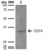 Monoclonal Anti-CD74-Biotin antibody produced in mouse clone 3D7