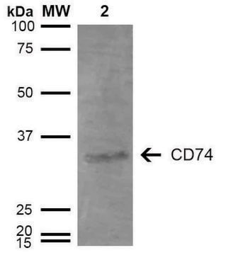 Monoclonal Anti-CD74-Atto 390 antibody produced in mouse clone 3D7
