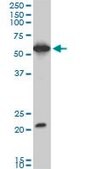 Monoclonal Anti-EBF3 antibody produced in mouse clone 1G3, purified immunoglobulin, buffered aqueous solution