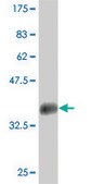 Monoclonal Anti-LBX1 antibody produced in mouse clone 2A9, purified immunoglobulin, buffered aqueous solution