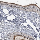 Anti-PROM1 antibody produced in rabbit Prestige Antibodies® Powered by Atlas Antibodies, affinity isolated antibody, buffered aqueous glycerol solution