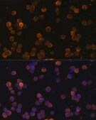 Anti-CD86 antibody produced in rabbit
