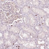 Anti-EVL antibody produced in rabbit Prestige Antibodies&#174; Powered by Atlas Antibodies, affinity isolated antibody, buffered aqueous glycerol solution
