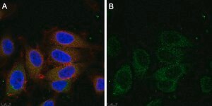 Anti-Dynein Antibody, clone 74.1 ZooMAb® Mouse Monoclonal recombinant, expressed in HEK 293 cells