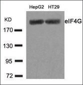 Anti-EIF4G1 (Ab-1232) antibody produced in rabbit affinity isolated antibody