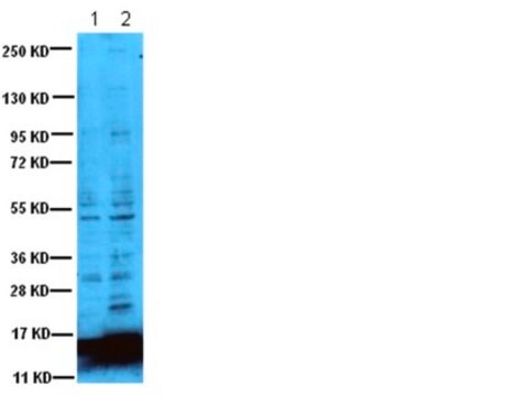 Anti-Acetyl Lysine Antibody Chemicon&#174;, from rabbit