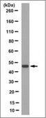 Anti-IDH1 Antibody, clone 12D6.1 clone 12D6.1, from mouse