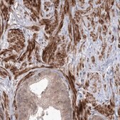 Anti-UBTD2 antibody produced in rabbit Prestige Antibodies&#174; Powered by Atlas Antibodies, affinity isolated antibody, buffered aqueous glycerol solution
