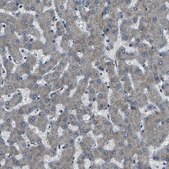 Anti-AFAP1 antibody produced in rabbit Prestige Antibodies&#174; Powered by Atlas Antibodies, affinity isolated antibody, buffered aqueous glycerol solution