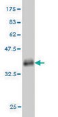 Monoclonal Anti-APRIL2 antibody produced in mouse clone 6D11, purified immunoglobulin, buffered aqueous solution