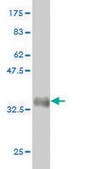 Monoclonal Anti-PCDHGA8 antibody produced in mouse clone 1C11, purified immunoglobulin, buffered aqueous solution