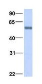 Anti-BHLHB2 antibody produced in rabbit affinity isolated antibody