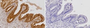 Anti-GPR158 Antibody, clone 2D19 ZooMAb&#174; Rabbit Monoclonal recombinant, expressed in HEK 293 cells