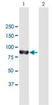 Anti-PTPN22 antibody produced in mouse purified immunoglobulin, buffered aqueous solution