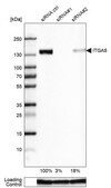 Monoclonal Anti-ITGA5 antibody produced in mouse Prestige Antibodies® Powered by Atlas Antibodies, clone CL6951, purified immunoglobulin, buffered aqueous glycerol solution