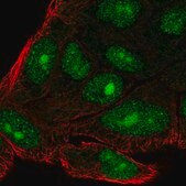 Anti-C14orf39 antibody produced in rabbit Prestige Antibodies&#174; Powered by Atlas Antibodies, affinity isolated antibody, buffered aqueous glycerol solution