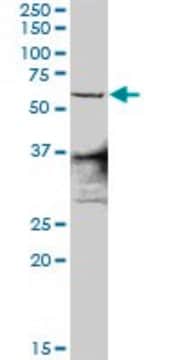 Anti-ZNF496 antibody produced in rabbit purified immunoglobulin, buffered aqueous solution