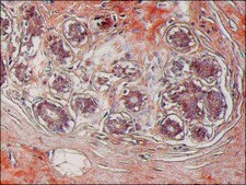 Anti-PRAS40 (C-terminal) antibody produced in rabbit ~1.5 mg/mL, affinity isolated antibody