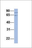 Anti-PNN, (N-terminal) antibody produced in rabbit affinity isolated antibody