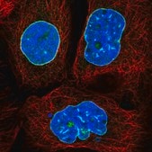 Anti-LMNB2 antibody produced in rabbit Prestige Antibodies&#174; Powered by Atlas Antibodies, affinity isolated antibody, buffered aqueous glycerol solution