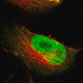 Anti-NFRKB antibody produced in rabbit affinity isolated antibody, buffered aqueous glycerol solution