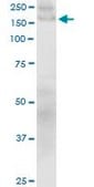 Monoclonal Anti-COL1A1 antibody produced in mouse clone 3G3, purified immunoglobulin, buffered aqueous solution