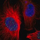 Anti-ZNF234 antibody produced in rabbit Prestige Antibodies® Powered by Atlas Antibodies, affinity isolated antibody, buffered aqueous glycerol solution