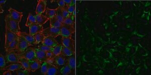 Anti-p62 (Sequestosome-1) Antibody, clone 11C9.2 Antibody, Alexa Fluor&#8482; 488 Conjugate from mouse, ALEXA FLUOR&#8482; 488