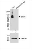 [KO Validated]Anti-Stat3 antibody produced in mouse [Knockout Validated]purified monoclonal antibody, buffered aqueous solution