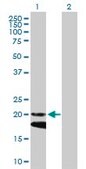 Anti-IFNA4 antibody produced in mouse IgG fraction of antiserum, buffered aqueous solution