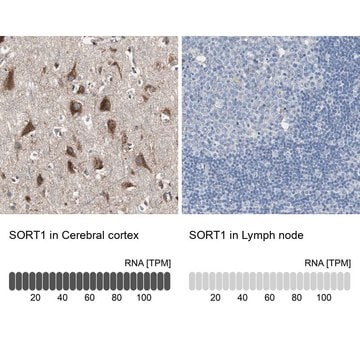 Anti-SORT1 antibody produced in rabbit Prestige Antibodies&#174; Powered by Atlas Antibodies, affinity isolated antibody, buffered aqueous glycerol solution