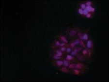 Anti-TDP-43 (N-terminal region) antibody produced in rabbit ~1.0&#160;mg/mL, affinity isolated antibody, buffered aqueous solution