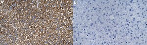 Anti-Met Antibody, clone 2G19 ZooMAb&#174; Rabbit Monoclonal recombinant, expressed in HEK 293 cells