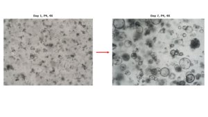3dGRO® Human Liver Organoids MNFBQ01LI (38-43) Normal, Liver, Age: 60, Female, Mutation: None