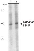 Anti-FAM48A /P38IP antibody produced in rabbit ~1.0 mg/mL, affinity isolated antibody