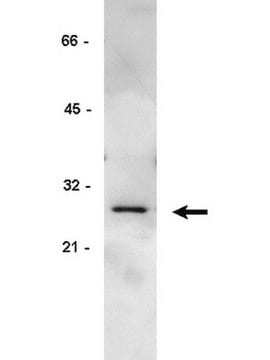 Anti-GRB2 Antibody, clone 3F2 clone 3F2, Upstate&#174;, from mouse