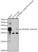 Anti-Phospho-RPS6-S240/244 antibody produced in rabbit