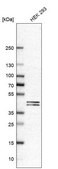 Anti-PUS1 antibody produced in rabbit Prestige Antibodies&#174; Powered by Atlas Antibodies, affinity isolated antibody