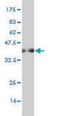 Monoclonal Anti-AOF2 antibody produced in mouse clone 2E7, purified immunoglobulin, buffered aqueous solution