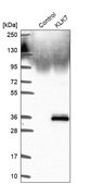 Anti-KLK7 antibody produced in rabbit Prestige Antibodies&#174; Powered by Atlas Antibodies, affinity isolated antibody, buffered aqueous glycerol solution