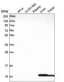 Anti-GLRX antibody produced in rabbit Prestige Antibodies&#174; Powered by Atlas Antibodies, affinity isolated antibody