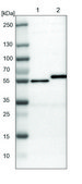 Anti-ANGPTL4 antibody produced in rabbit Prestige Antibodies® Powered by Atlas Antibodies, affinity isolated antibody, buffered aqueous glycerol solution