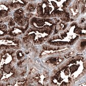 Monoclonal Anti-FOLH1 antibody produced in mouse Prestige Antibodies® Powered by Atlas Antibodies, clone CL9089, purified immunoglobulin, buffered aqueous glycerol solution