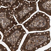 Anti-TRAK2 antibody produced in rabbit Prestige Antibodies® Powered by Atlas Antibodies, affinity isolated antibody, buffered aqueous glycerol solution